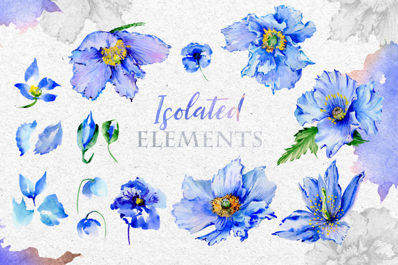 blue-poppies-watercolor-png