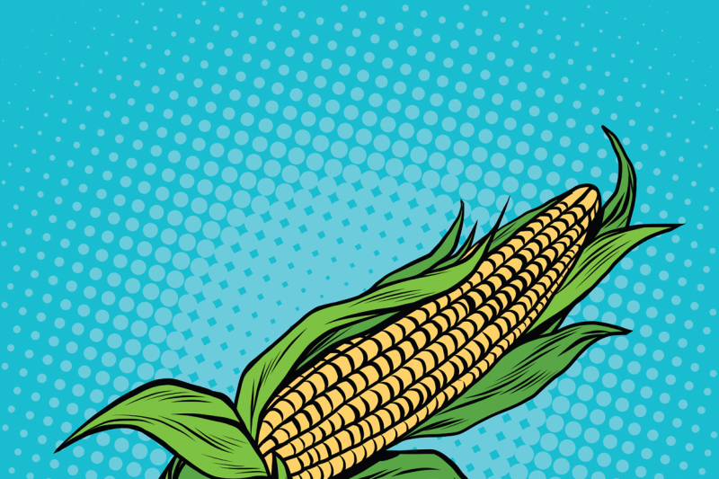 ear-of-corn-harvest-agriculture