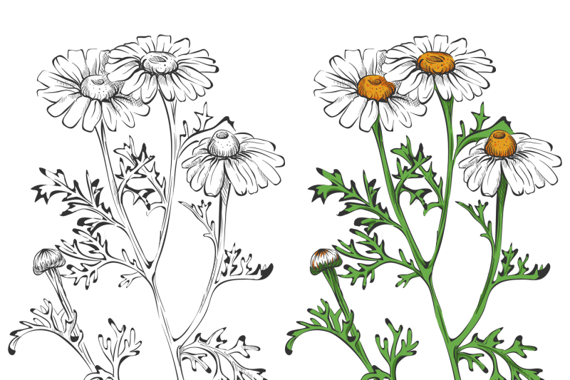 chamomile-silhouette-and-colorful-isolated-on-white-background