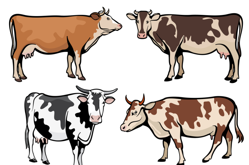 farm-cows-dairy-cattle-in-cartoon-vector-style