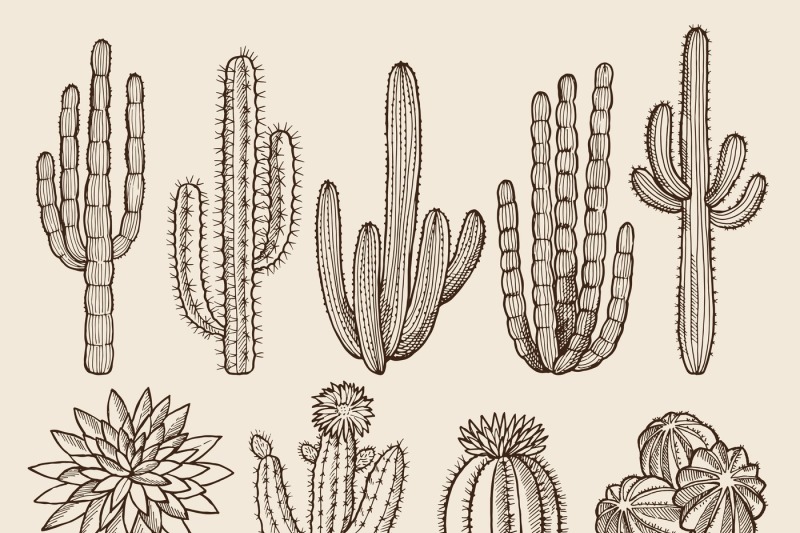 sketch-hand-drawn-illustrations-of-cactuses-and-various-wild-plants