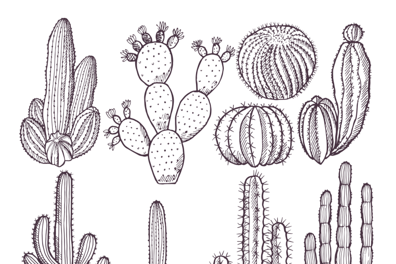 illustrations-of-wild-cactuses-vector-hand-drawn-pictures