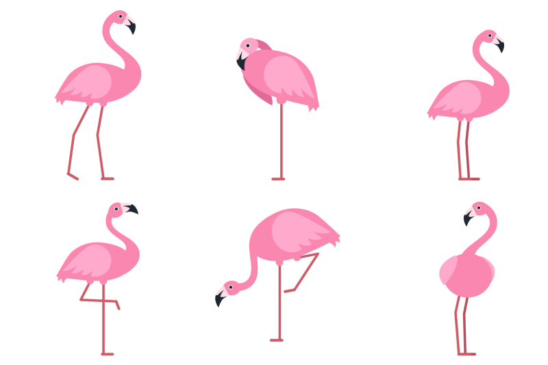 cartoon-pictures-of-exotic-pink-bird-flamingo-vector-illustrations-is