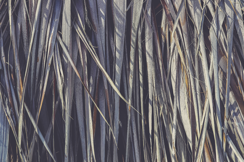 11-palm-leaves-textures