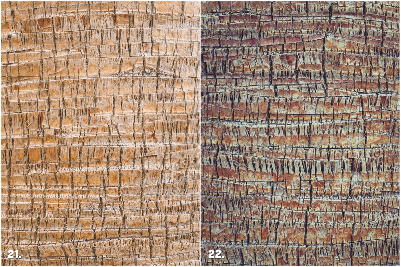29-palm-bark-textures
