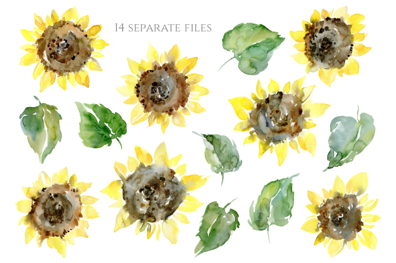 watercolor-sunflower-flowers-leaves-png
