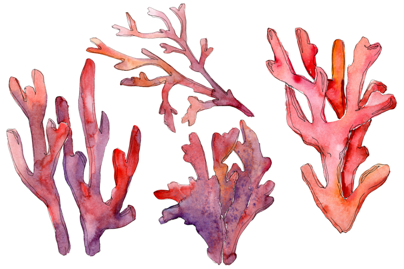 corals-watercolor-png