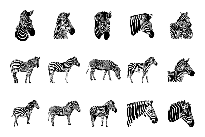 zebra-vector-graphic-illustration-set-on-white-background