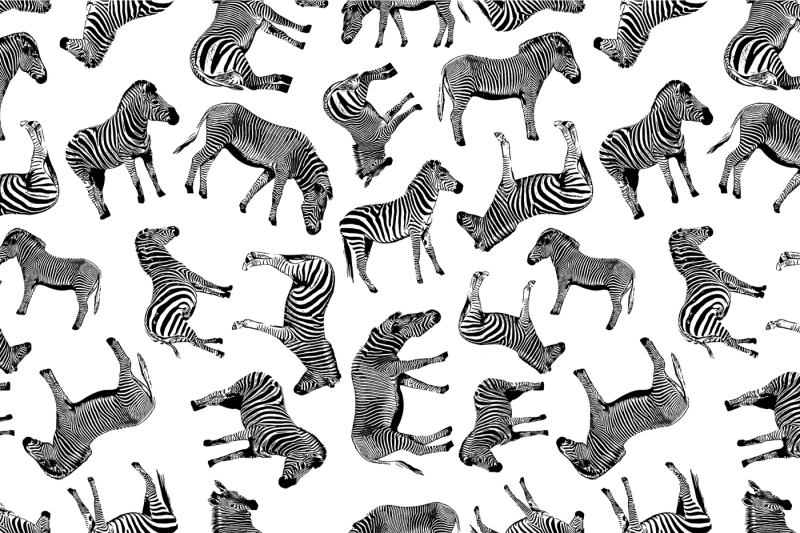 zebra-vector-graphic-illustration-set-on-white-background