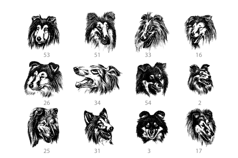 vector-hand-drawn-dog-collie-and-doberman-vintage-illustrations-set