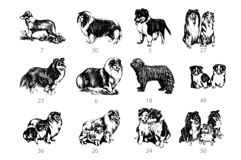 vector-hand-drawn-dog-collie-and-doberman-vintage-illustrations-set