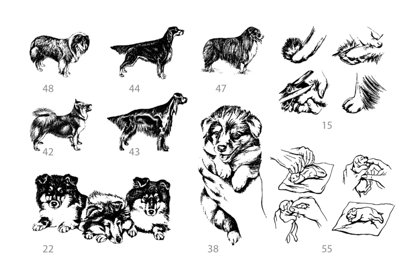 vector-hand-drawn-dog-collie-and-doberman-vintage-illustrations-set