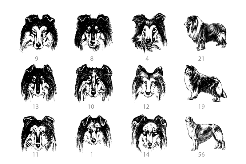 vector-hand-drawn-dog-collie-and-doberman-vintage-illustrations-set