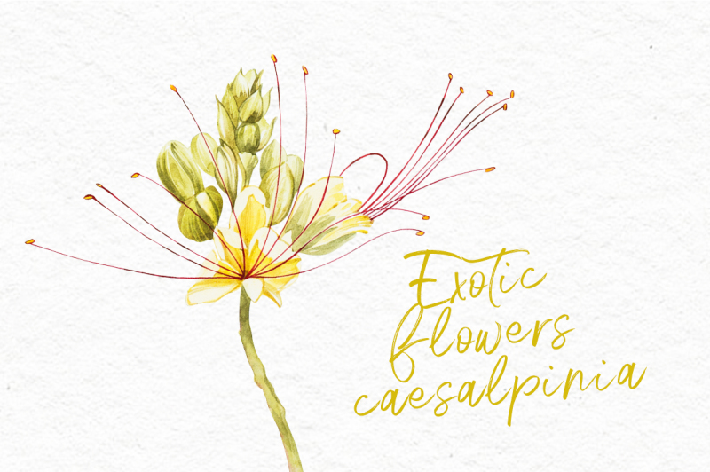 exotic-yellow-flowers-caesalpinia