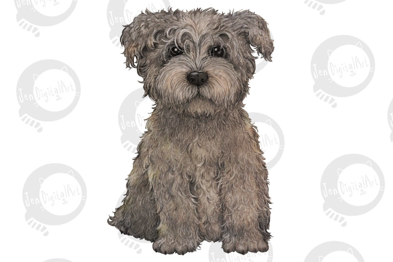glen-of-imaal-terrier-grey