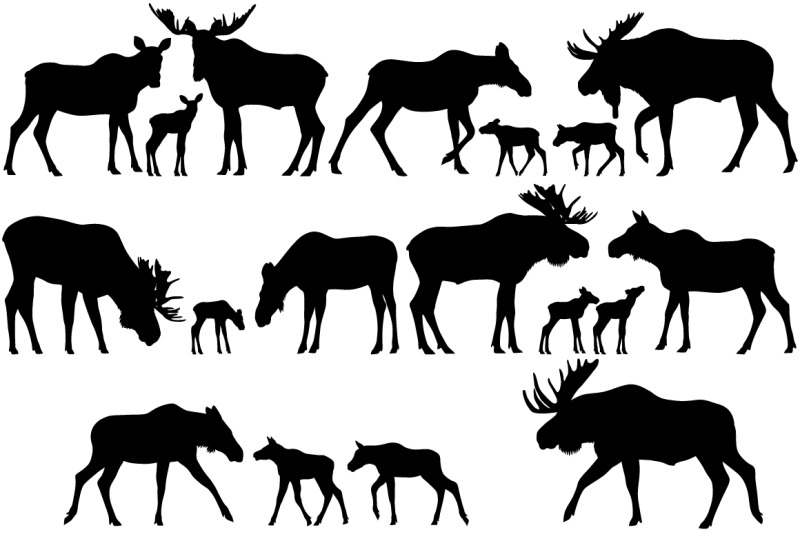 silhouette-of-moose
