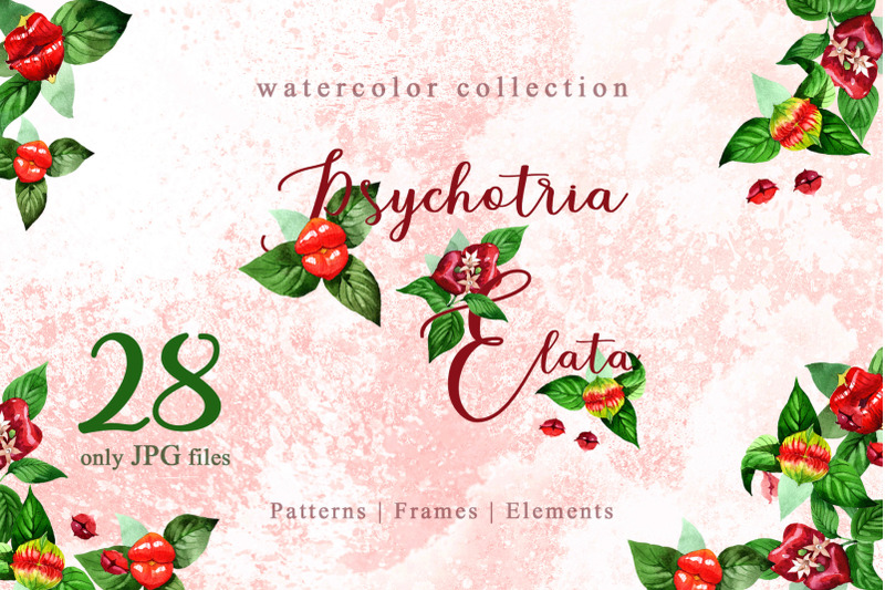 psychotria-elata-watercolor-png