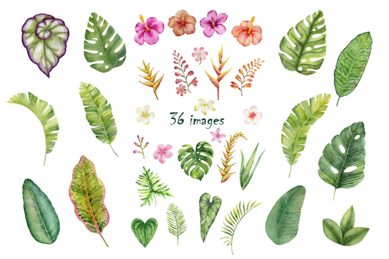 tropical-flowers-watercolor-collection