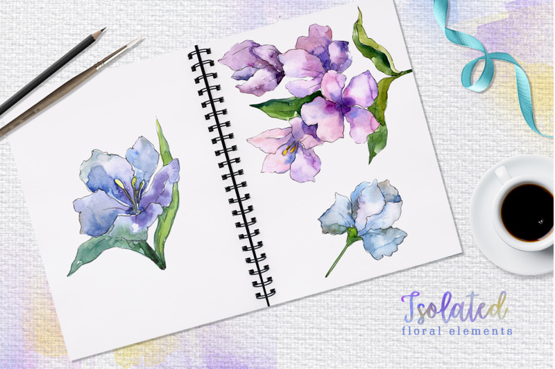 alstroemeria-violet-watercolor-png