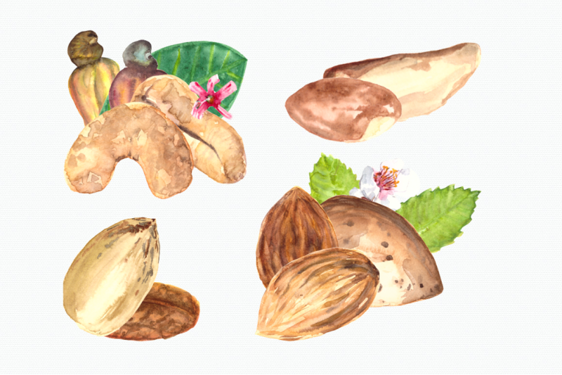 nuts-watercolor-clip-art-set