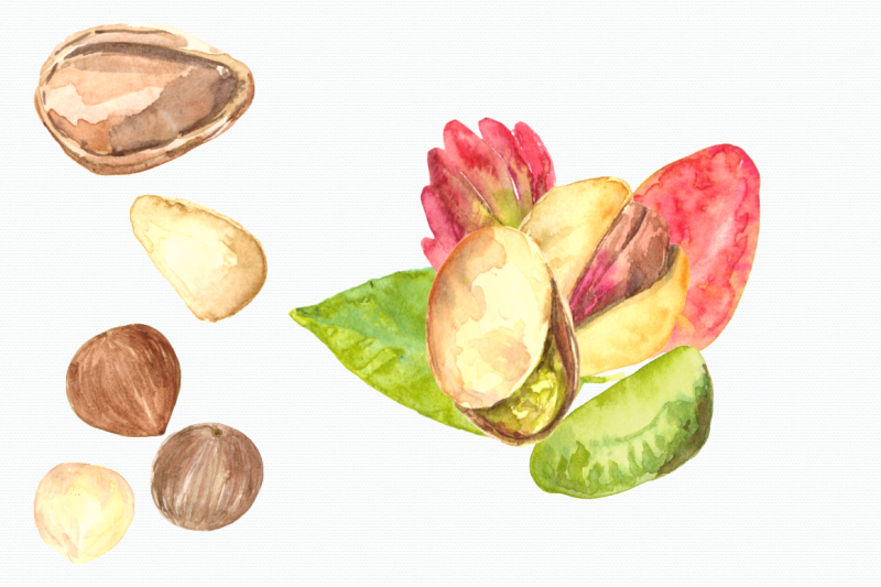 nuts-watercolor-clip-art-set