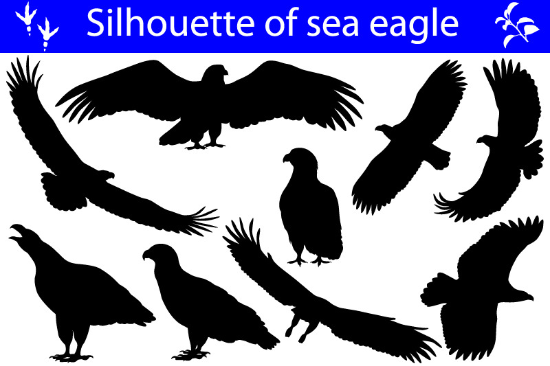silhouette-of-sea-eagle