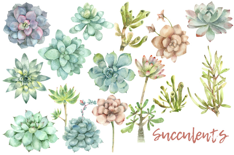 succulent-and-cactus-collection