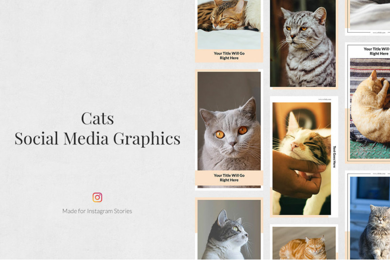 cats-instagram-stories