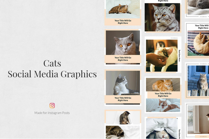 cats-instagram-posts