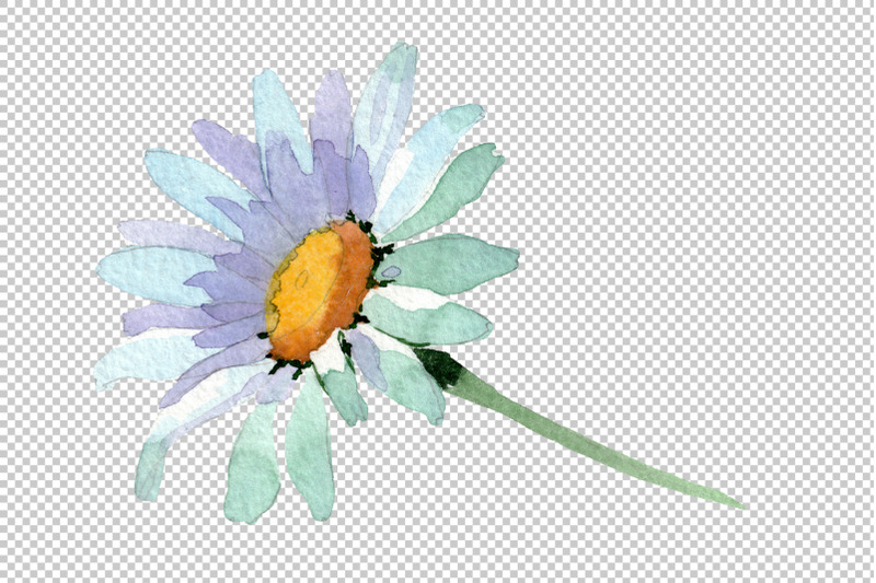 big-white-chamomile-watercolor-png