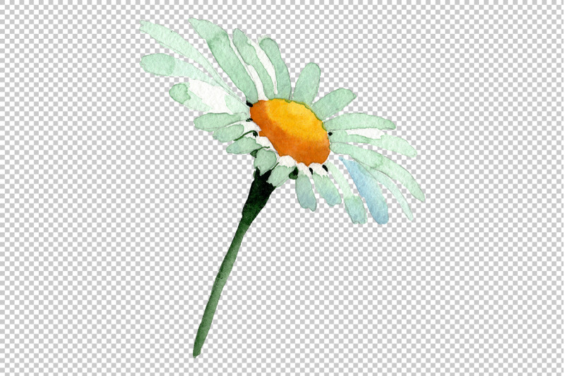 big-white-chamomile-watercolor-png