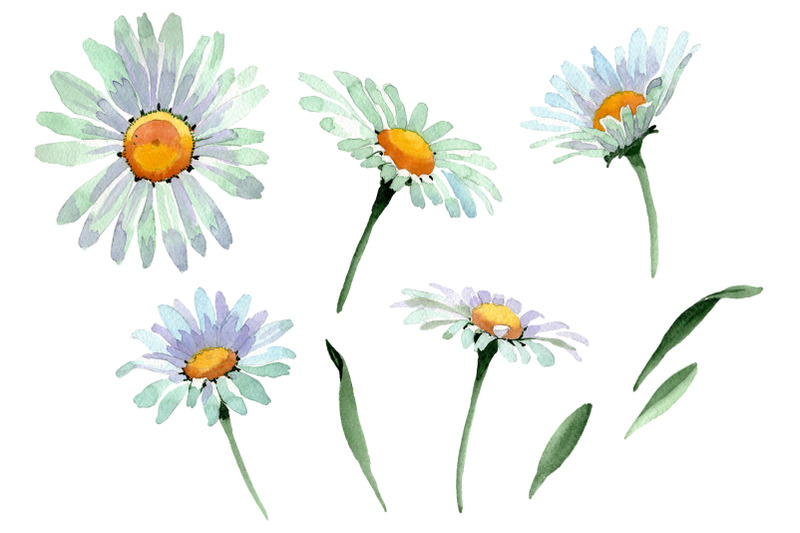 big-white-chamomile-watercolor-png