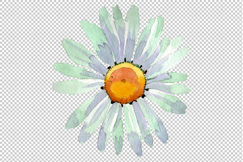 big-white-chamomile-watercolor-png