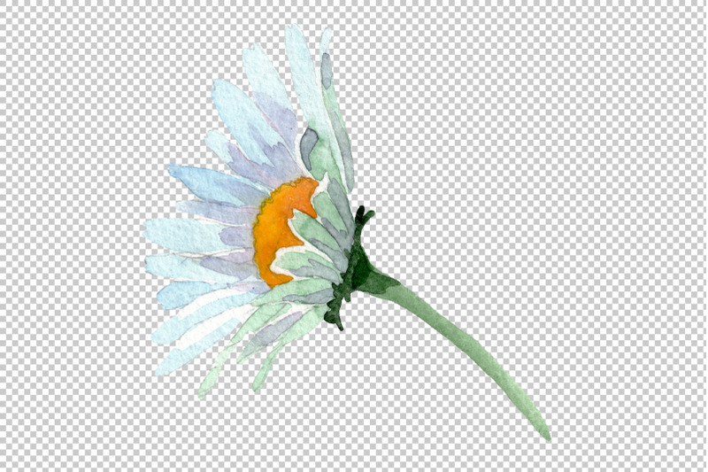 big-white-chamomile-watercolor-png