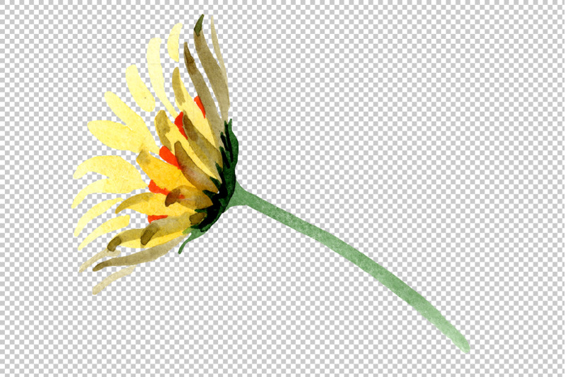 yellow-chamomile-watercolor-png