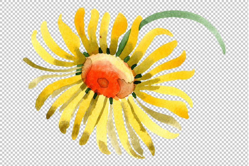 yellow-chamomile-watercolor-png