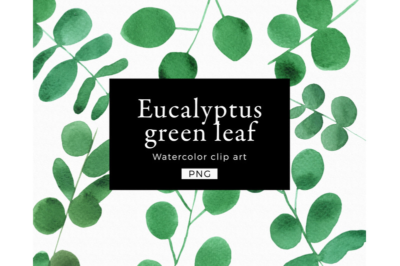 eucalyptus-clipart-watercolor