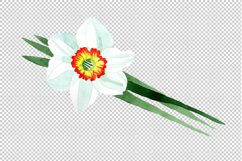 white-narcissus-watercolor-png