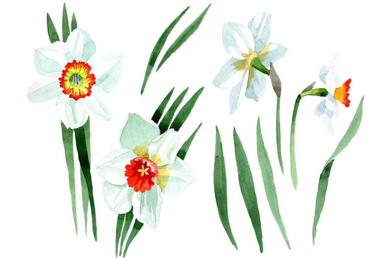 white-narcissus-watercolor-png