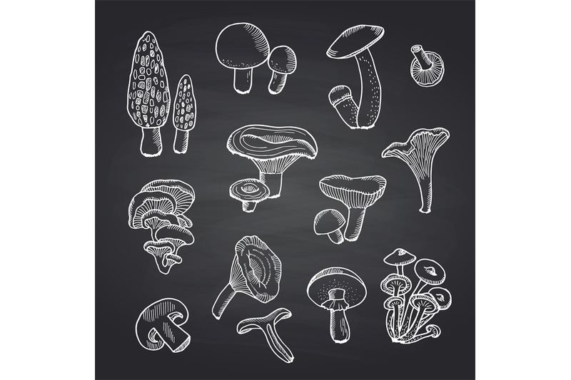 vector-hand-drawn-mushrooms-on-black-chalkboard-illustration