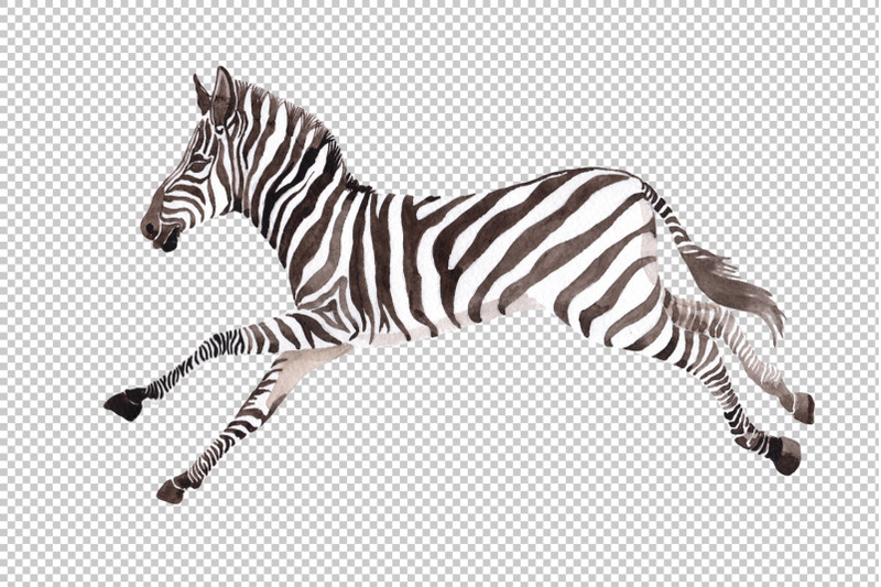 zebra-set-watercolor-png