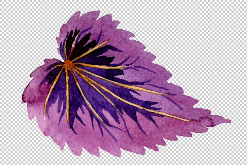 nbsp-begonia-leaves-watercolor-png