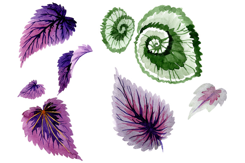 nbsp-begonia-leaves-watercolor-png