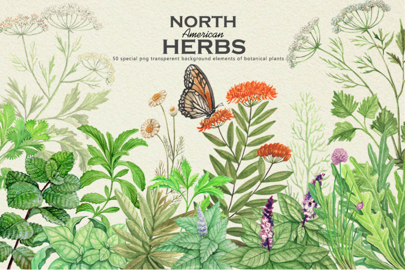 north-american-herbs