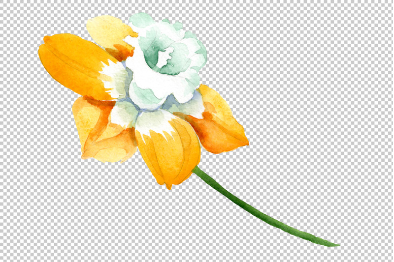 yellow-narcissus-watercolor-png
