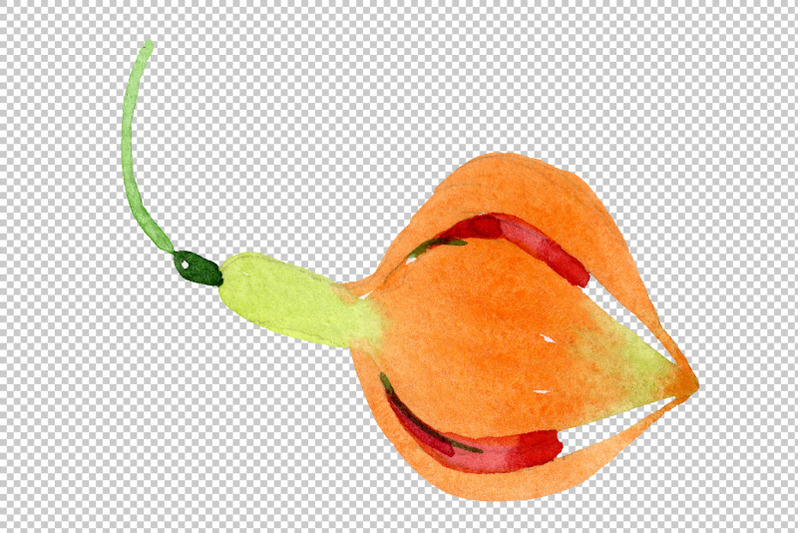 orange-fuchsia-watercolor-png