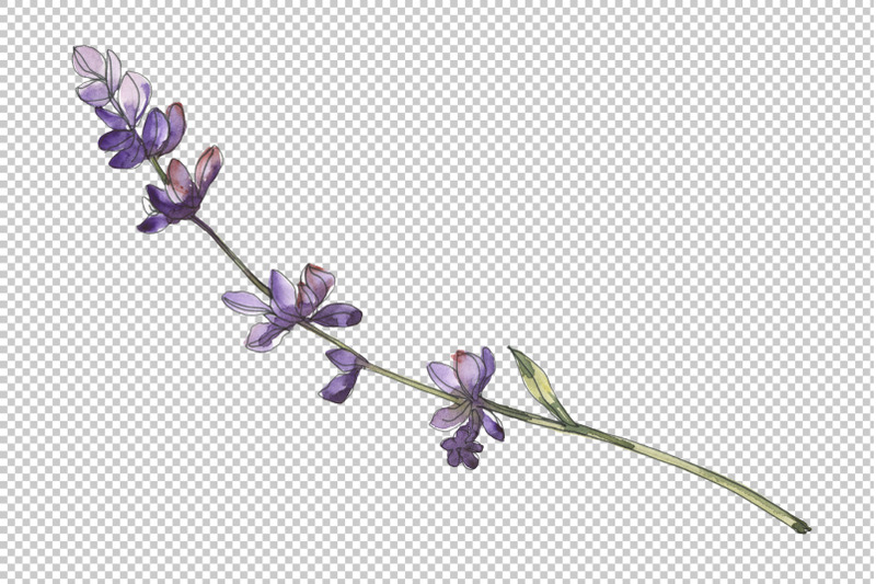 lavender-watercolor-png