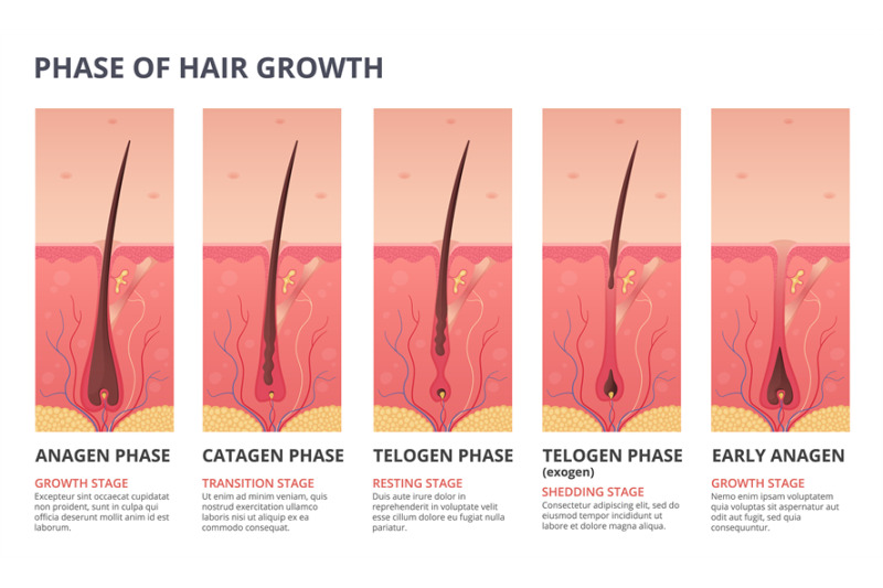 medical-infographic-illustrations-of-hair-growth-cycle-vector-picture