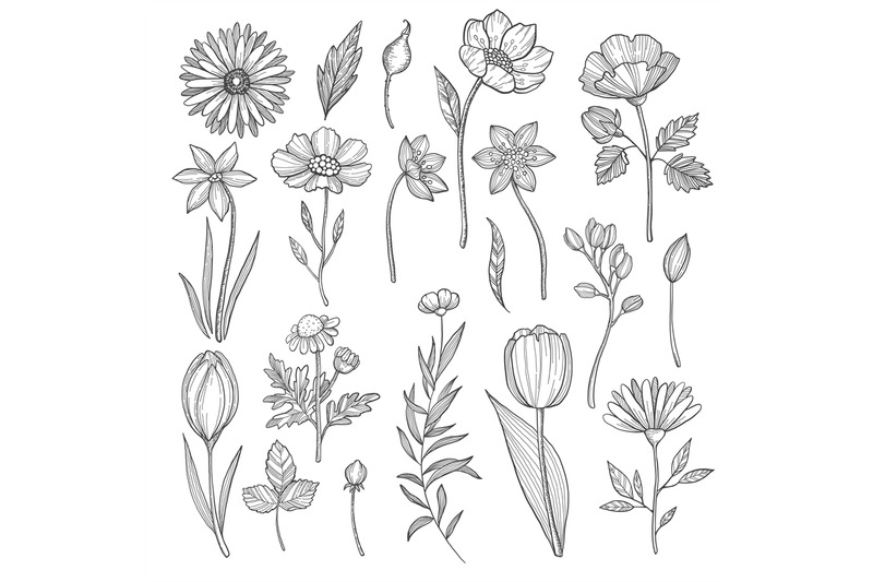 hand-drawn-plants-vector-pictures-isolate-on-white