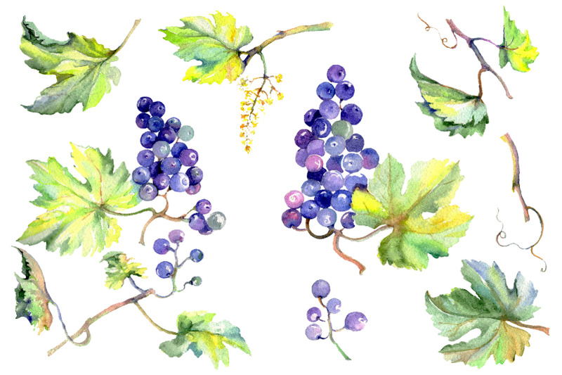 grapes-watercolor-png